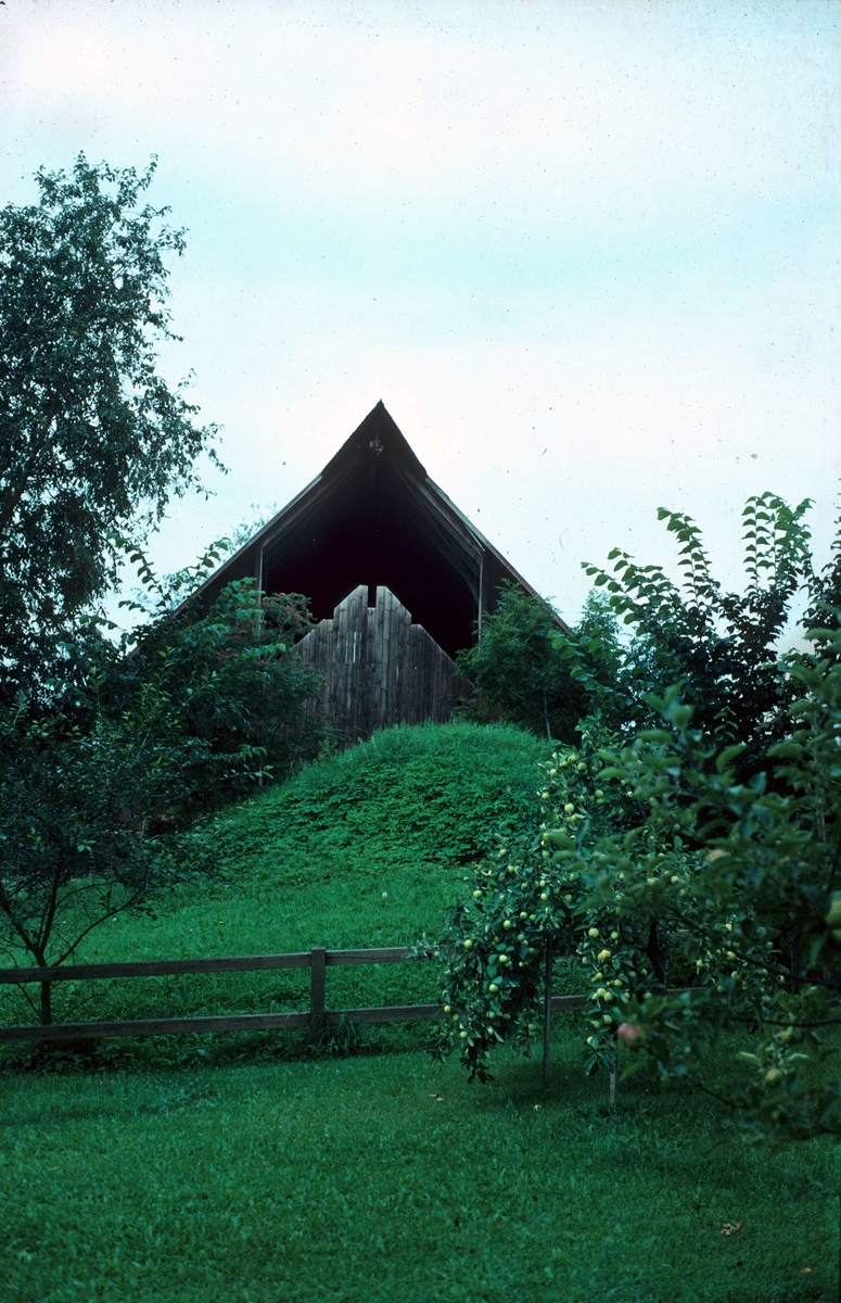 Del av gårdens trädgård med ladugården i bakgrunden, Mossbo, Tierps socken, Uppland 1981 - 1982