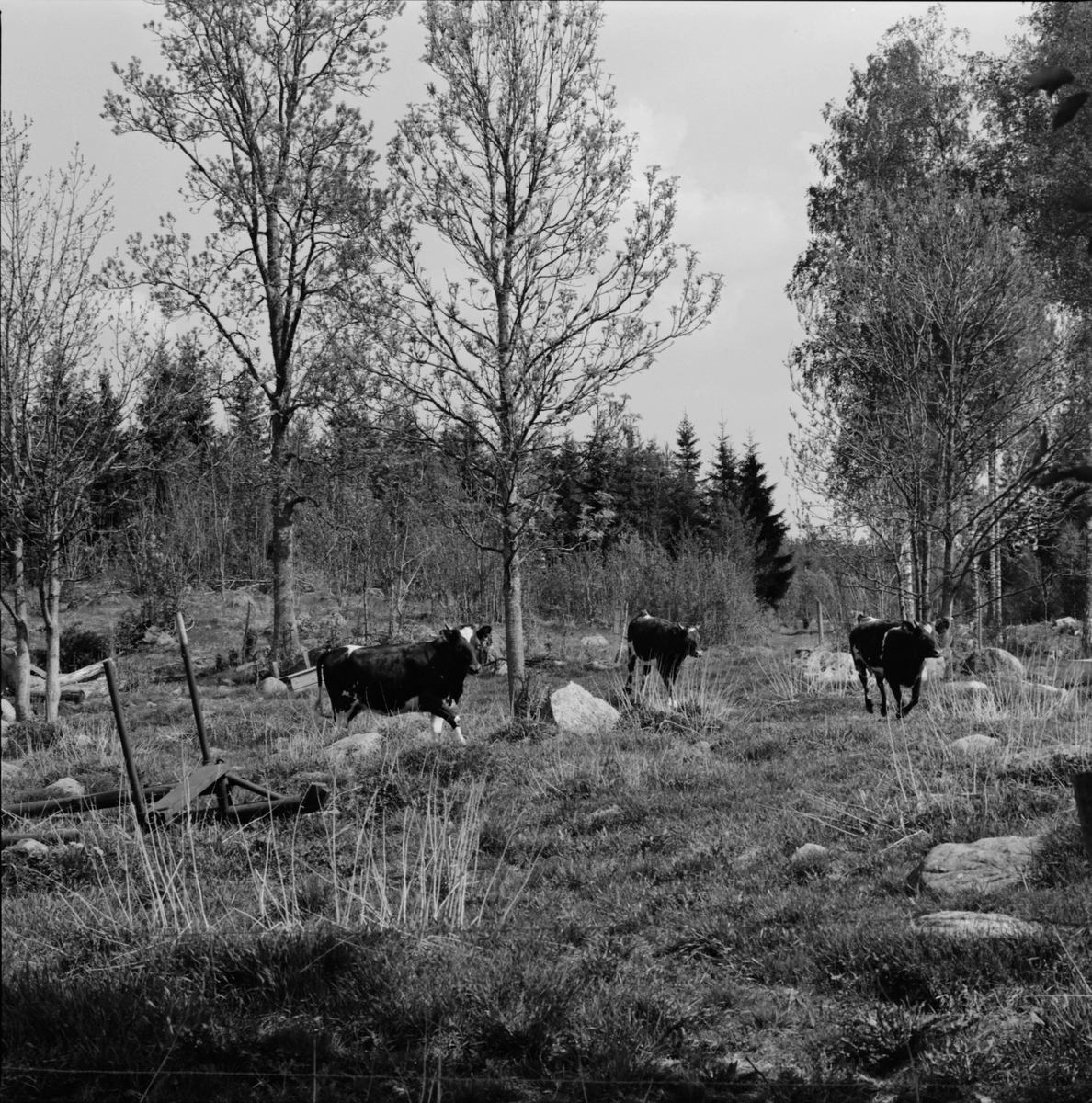 Kvigor på sommarbete, Mossbo, Tierps socken, Uppland maj 1981