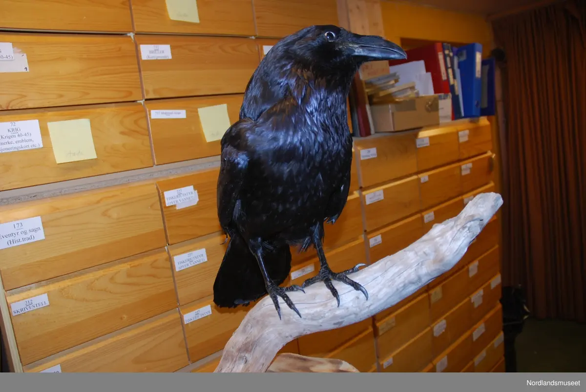 Fugl - Nordlandsmuseet / DigitaltMuseum