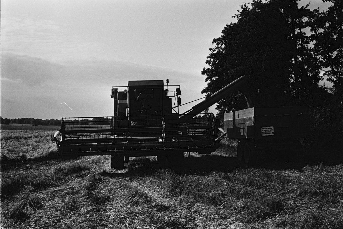Tömning av skördetröskans spannmål i kärra, Hacksta gård, Enköpings-Näs socken, Uppland september 1981