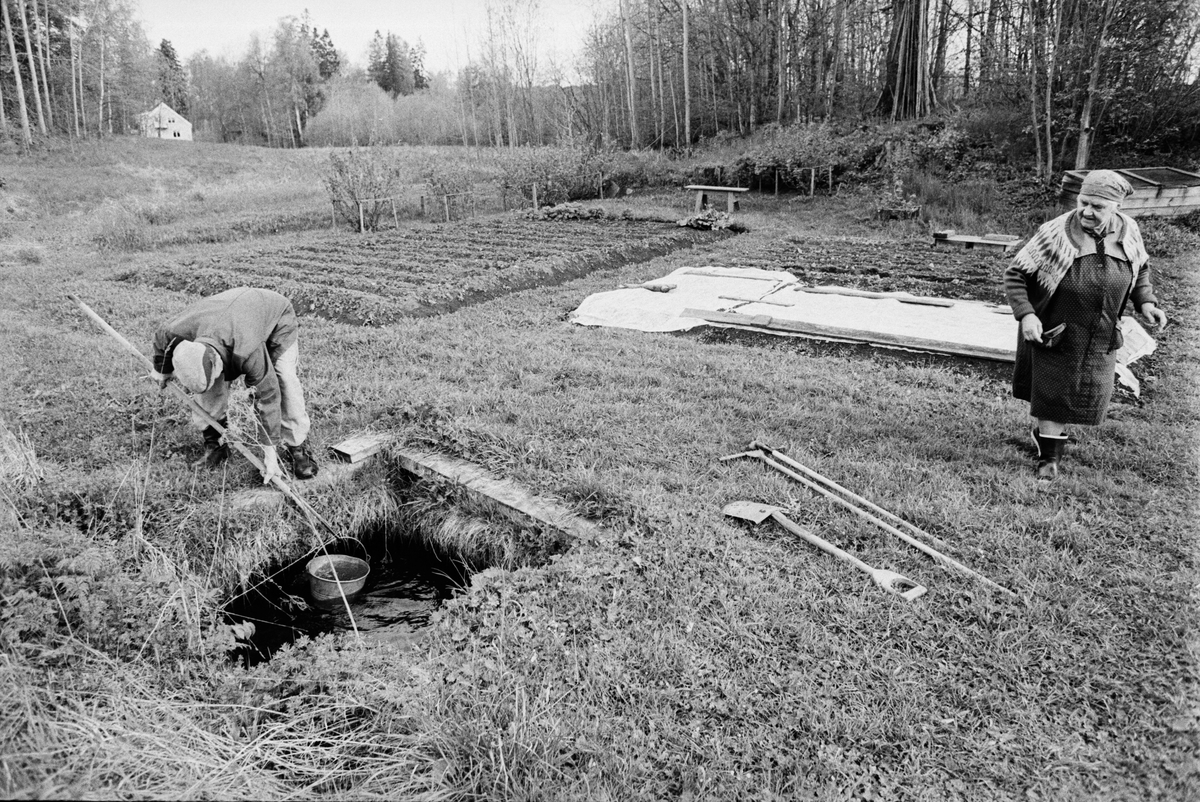 Adolf Blomgren och hans hustru på kolonilott mellan f d gruvstuga vid Konstängsgruvan och slighögarna, Dannemora Gruvor AB, Dannemora, Uppland maj 1991