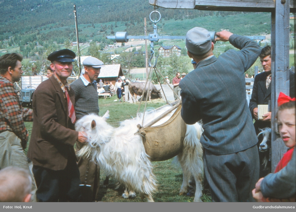 Fesjå på Ånstadøya - ein geitebukk blir vegen. 
Nr. 3 f.v. Eilev Kolstad (f. 1915)
