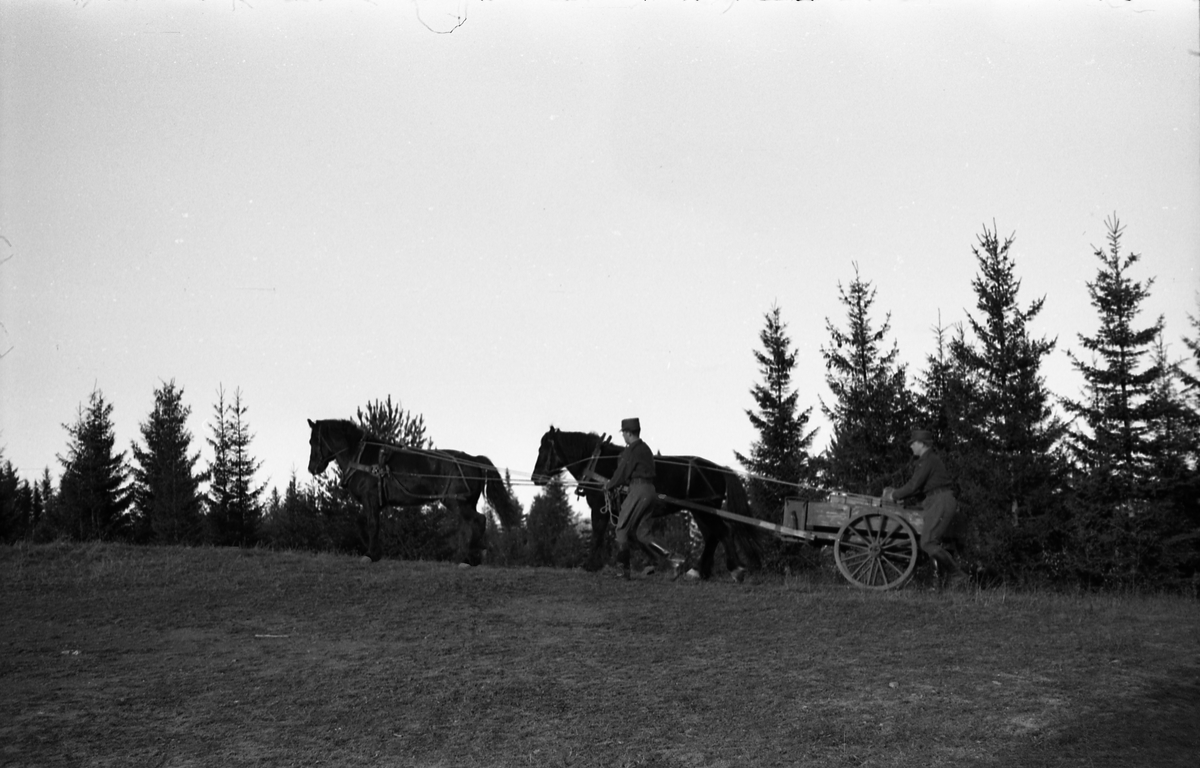 Seks bilder fra Hærens Hesteskole på Starum november 1955. Kjerre trukket av to hester i terreng. Soldatene er ikke identifisert.