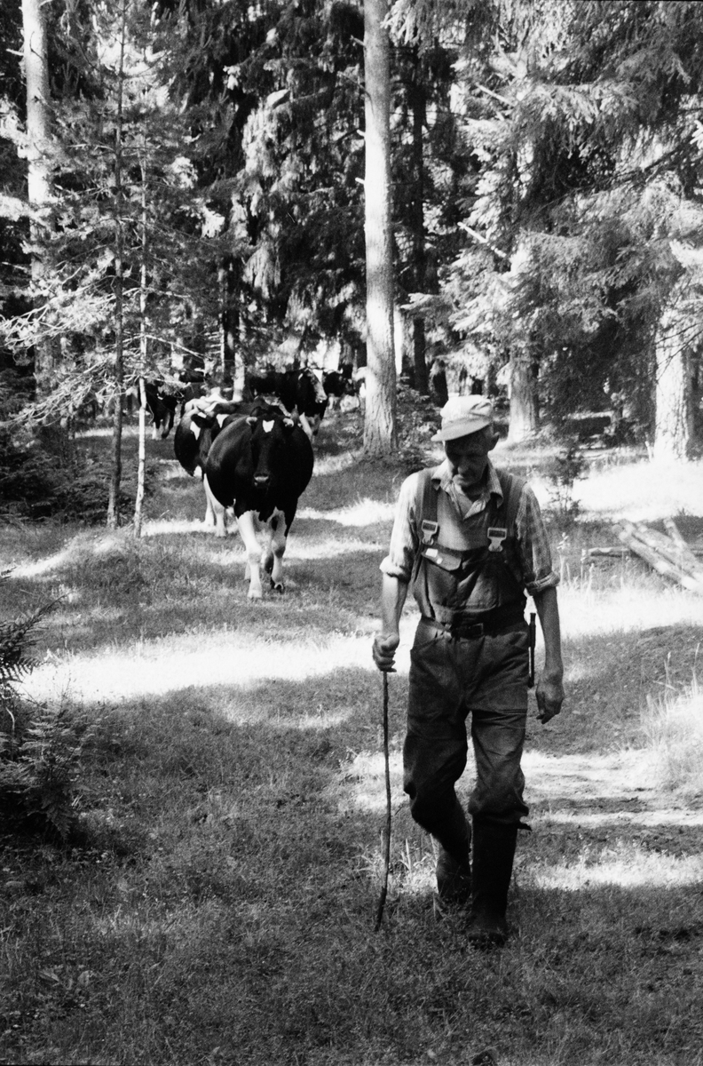 Lantbrukare Arvid Mattsson med kor på bete i skogen, Lönnholmen, Gräsö socken, Uppland 1994 - 1995