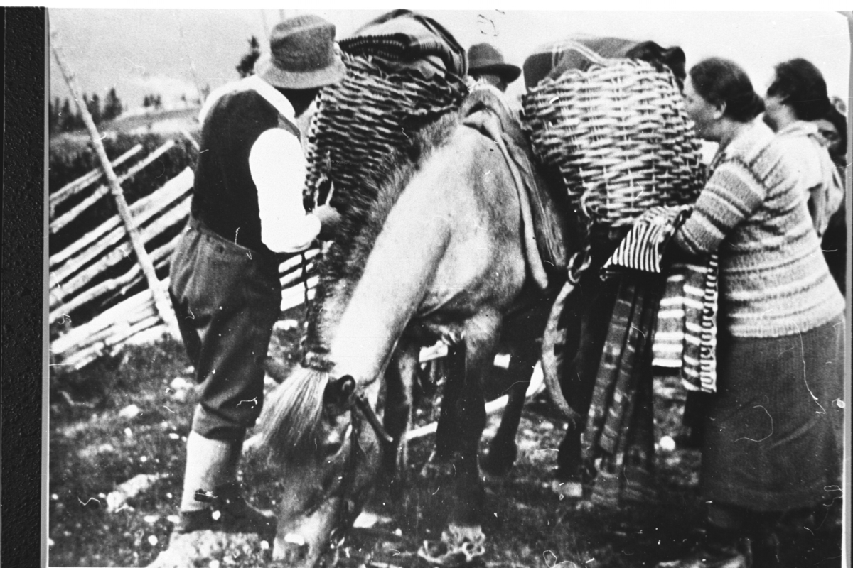 Gruppe; to kvinner, to menn med kløvhest. Hatt, vest ,bukse, golfjakke, hest og kløvteiner.