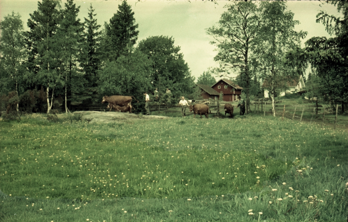 Kuslipp på gården Huset i Askim juni 1957. Personene er fra venstre Jens Huset, Arnulf Huset (sønn av Jens, og Sigurd Røislis svigersønn), og KLjell Røisli.