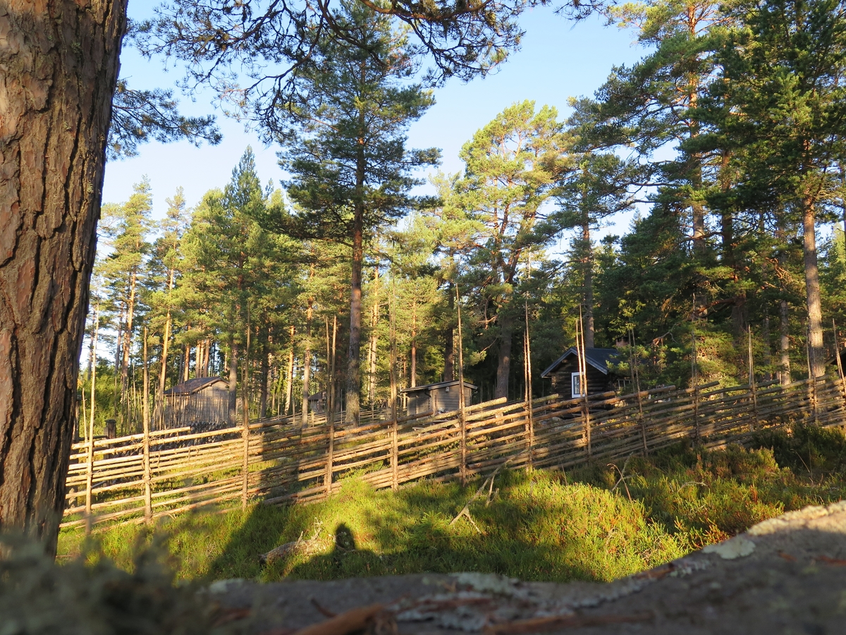 Vy, skog, tallar, Grejsans fäbod, Enviken, 2017.