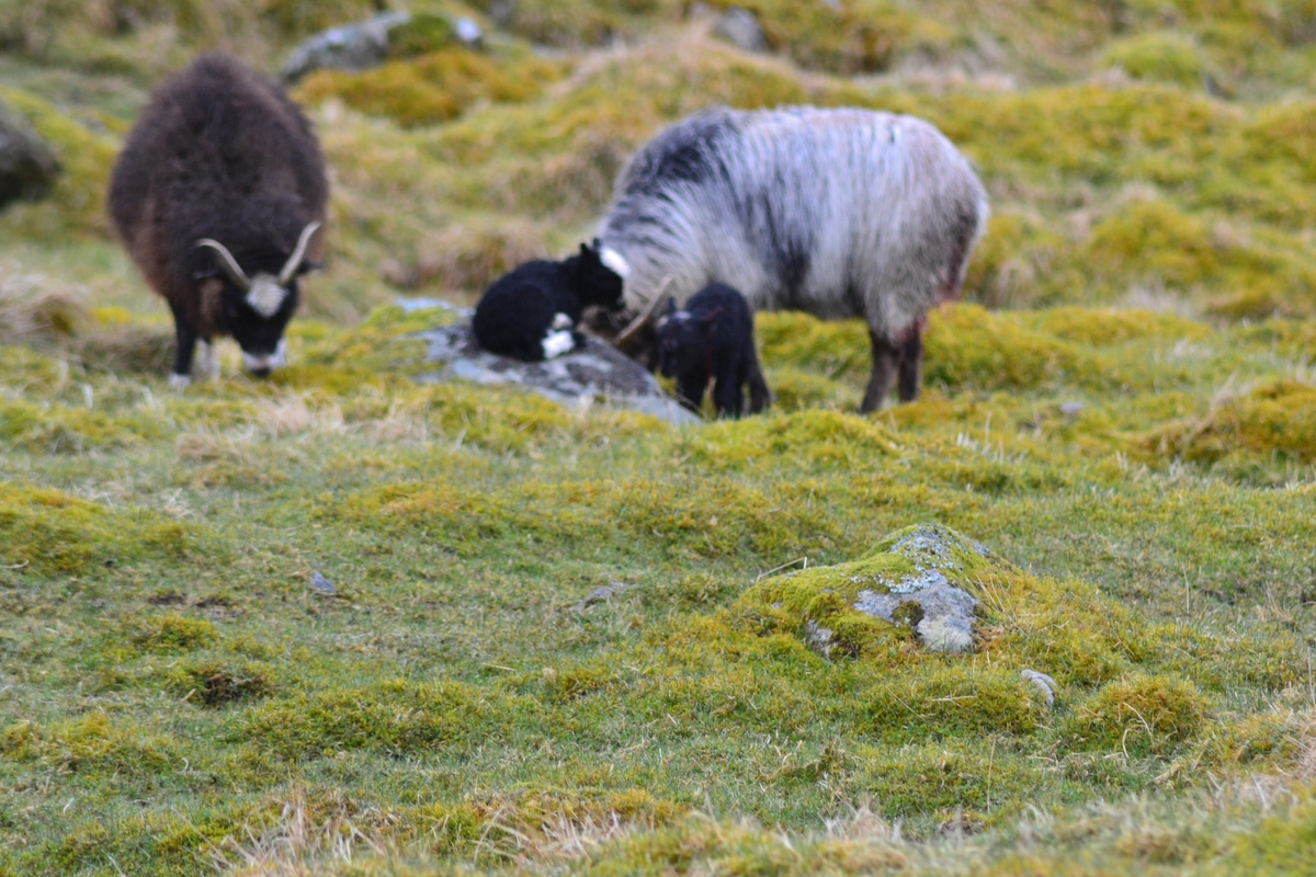 Tilsyn med villsau som har lamma ute og lam inne i fjøsen. Eit av villsaulamma blei avvist av mora. Det blei tatt inn som kopplam saman med de andre lamma i fjøsen.