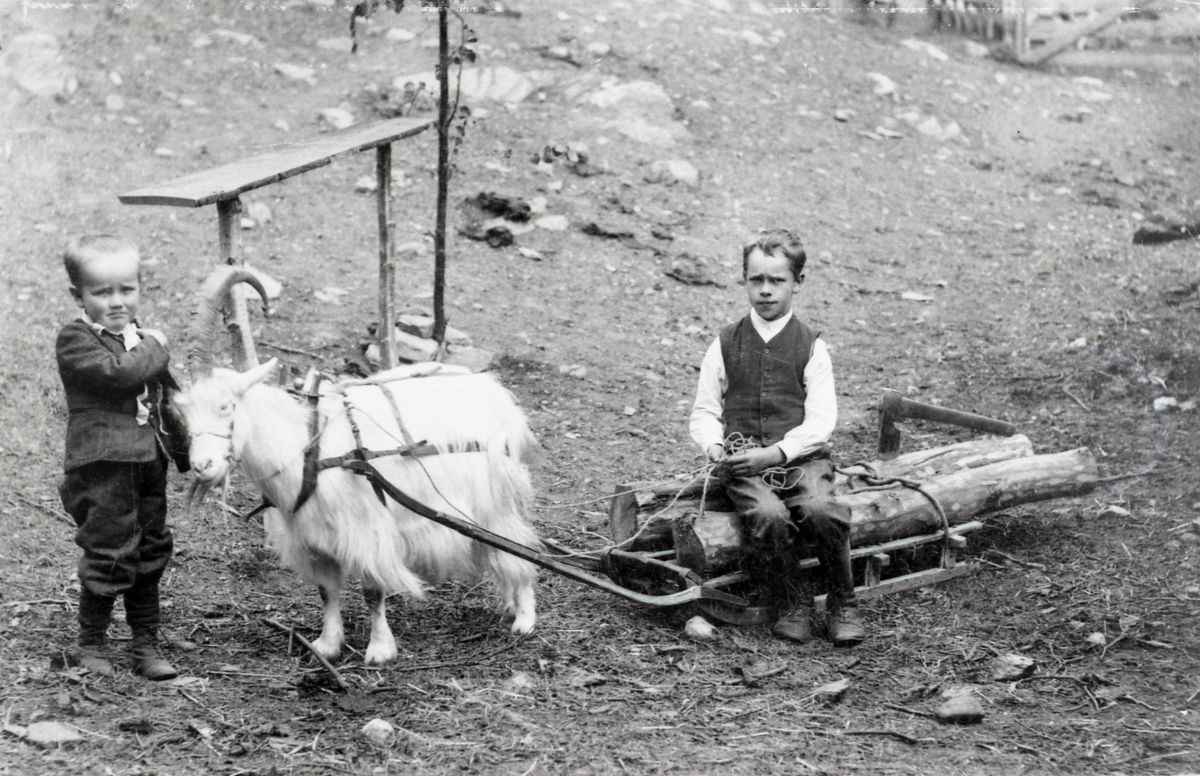 Erik og Ove  Bunde kjører med geitebukken i 1912-13.
