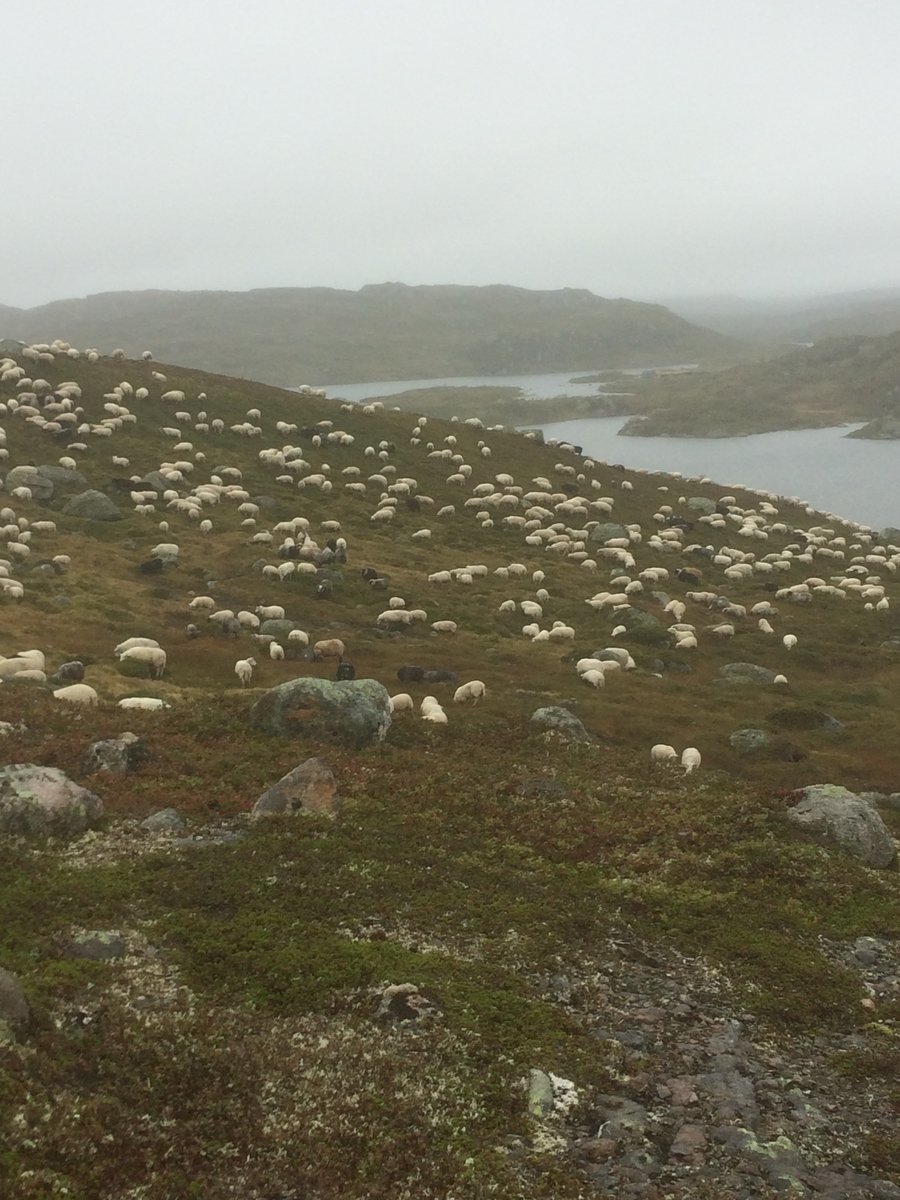 Samling av sauer frå heia. 5000 sauer blir samla ved Flåtå ved Monsvatnet. Bilde 12 og 13 er av eit revehi med mange inngangar. Bilde 14-21 er av Asbjørn Haga og Aina Gjesdal sine sauer.