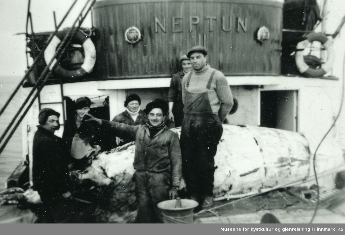 M/k "Neptun" på hvalfangst ved Novaja Semlja. 17.05.1955.