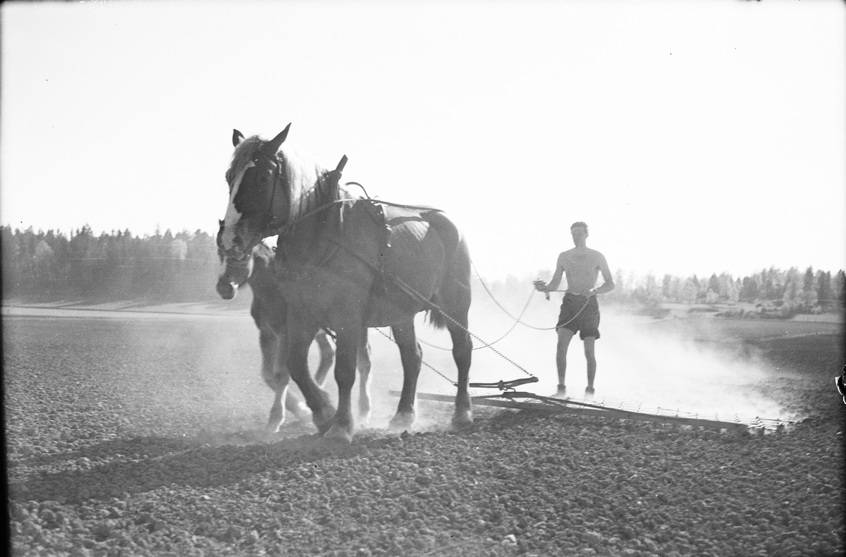 Vårbruk, harvning med häst, Lantbrukshögskolan, Ultuna, Uppsala 1947