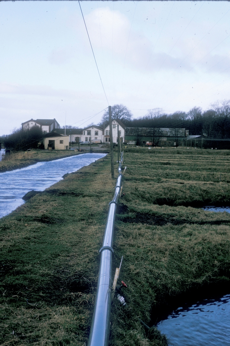 Forsøgsdambruget i Brøns, Danmark, 1974 : Oppdrettsanlegg på land, såkalt dambruk.