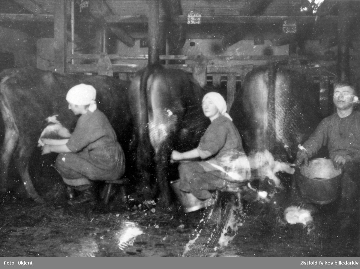 Melking i fjøset på Laugslet i Trøgstad ca 1917-20. 
Fra venstre: Ingrid Heier f. Laugslet, Borghild Mellegård og fjøsgutt.