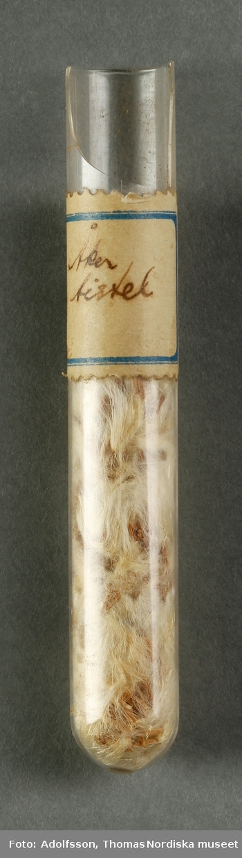Fröprov i litet cylindriskt provrör av glas förseglat med en propp av rosa silkespapper. Innehåller ljusbruna frön av rotogräset åkertistel med vita ullhåriga fröställningar. På den övre delen av röret en påklistrad pappersetikett med handskriven text med skrivstil: "Åkertistel".
Provröret trasigt på ena sidan av mynningskanten där en bit av provröret saknas. Den ursprungliga förseglande korken saknas.
/Maria Maxén 2019-02-12