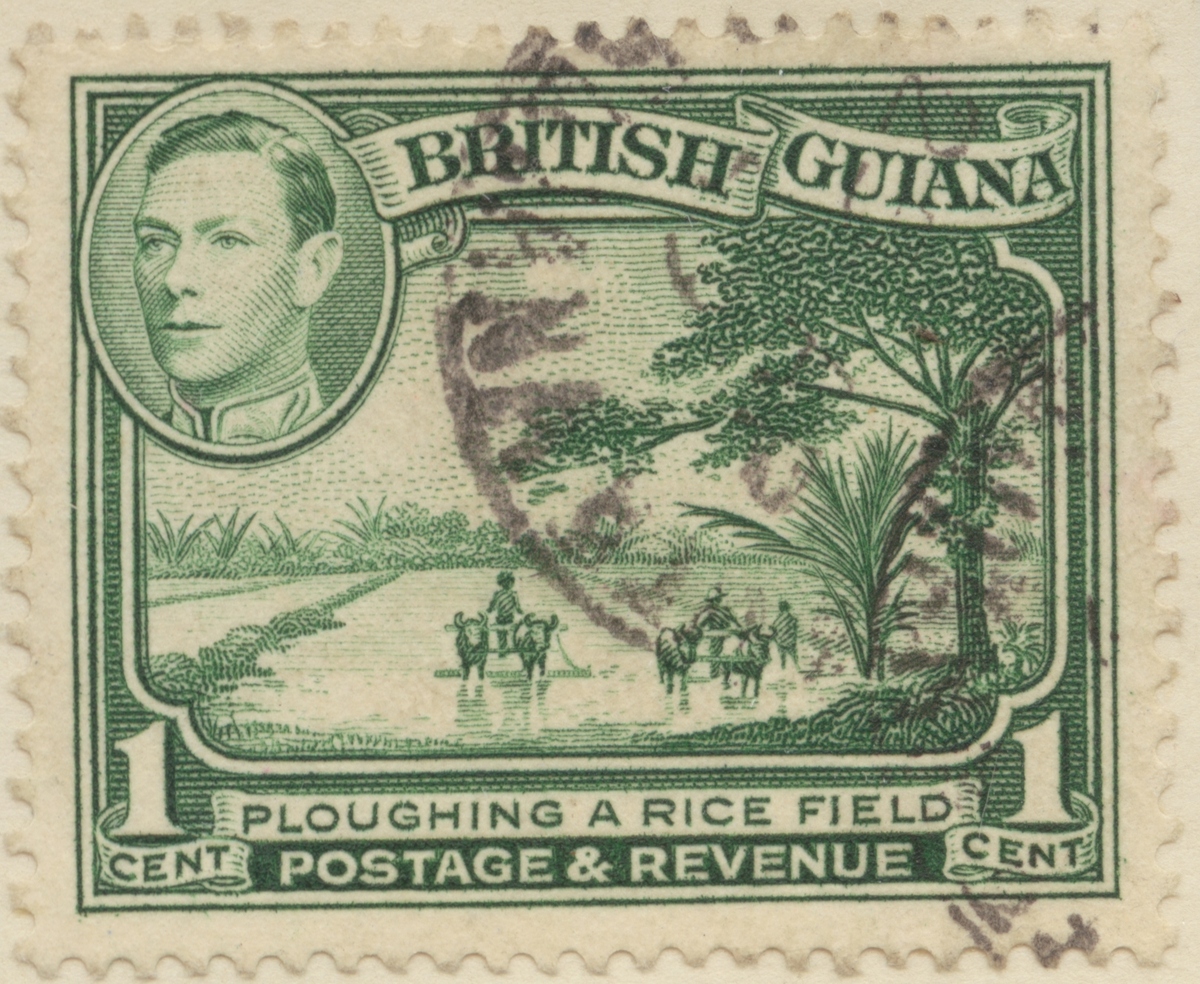Frimärke ur Gösta Bodmans filatelistiska motivsamling, påbörjad 1950.
Frimärke från Brittiska Guyana, 1938. Motiv av risodling. T.v. Kung George VI.