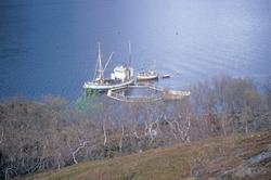 Flakstad fiskeoppdrett, 1974 : Brønnbåten Petra har lagt til