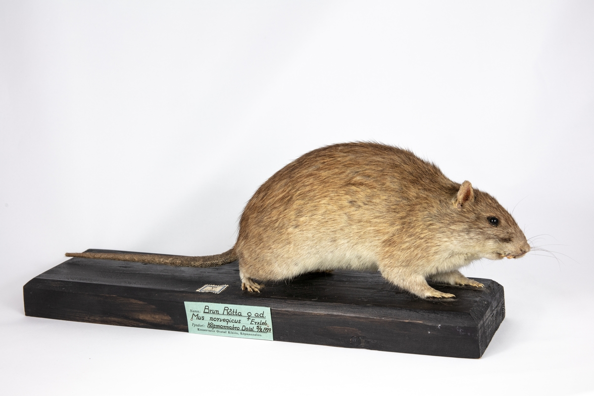 Brun råtta, Mus minutus L, hona
Infångad 5/2 1929 i Köpmannebro, Dalsland