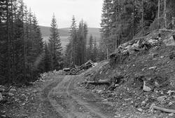Bygging av skogsbilveg i Hurdal i Akershus, antakelig i 1962
