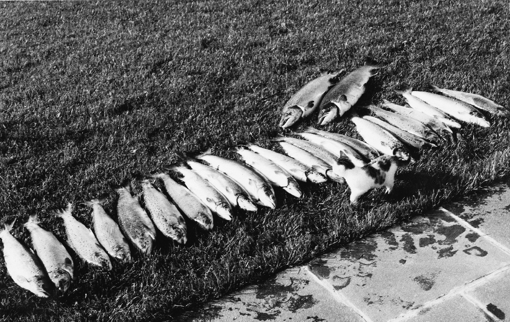 Fin samling svidde/laks fiska av Ole Gabriel Ueland (1927 - 1988).
Sjå også 1988.5TIM.9.006