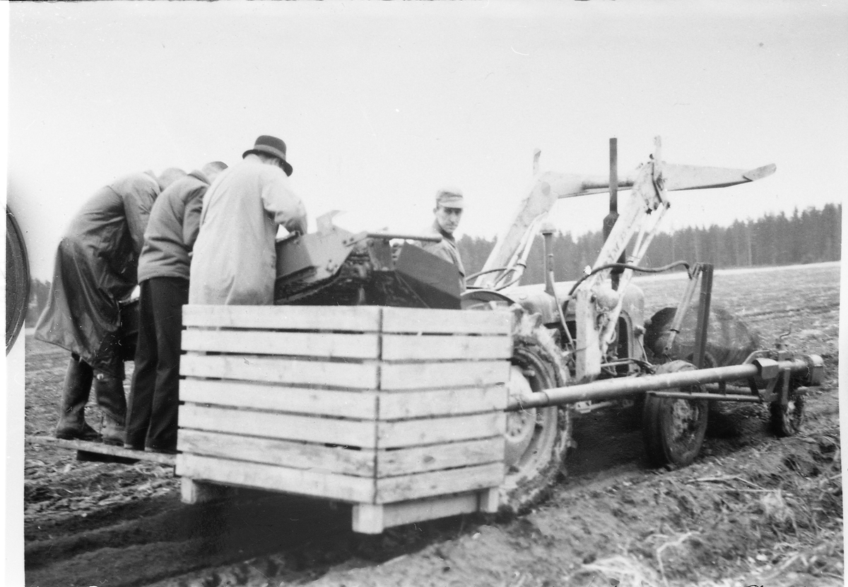 Fire avfotograferte bilder av tre menn som står bak på en potetopptaker på traktor. Ingen av de tre er identifisert, og det samme gjelder traktorføreren. Heller ikke stedet er identifisert. Minst en av mennen er ikke kledd for oppgaven, og muligens er dette et forsøksfelt.