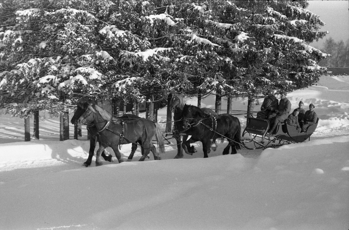 Tre bilder fra vinterkjøring med firspann på Starum. Usikkert når bildet er tatt, men mest sannsynlig tidlig på 1950-tallet.