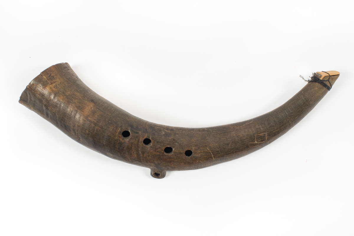 Козий рог музыкальный инструмент. Музыкальный инструмент в виде рога. Дунгчен духовой музыкальный инструмент. Козий рог инструмент. Рог инструмент.