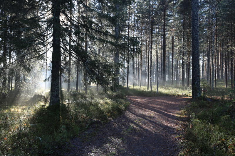 Road through spruce forrest