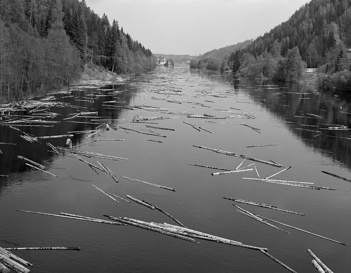 Tømmer i Nedre del av Søndre Rena, Åmot kommune, Hedmark. Bildet er tatt fra Rena bru, der Øgle Vikenvegen på Glommas østside krysser elva Rena, like før den møter Haugedalsvegen fra Renadalføret. En liten del av denne vegen skimtes i en åpningen i krattskogen i elveskråningen til høyre på bildet. Til venstre i bakgrunnen skimter vi noe av bebyggeldsen på garden Sønsthagen.