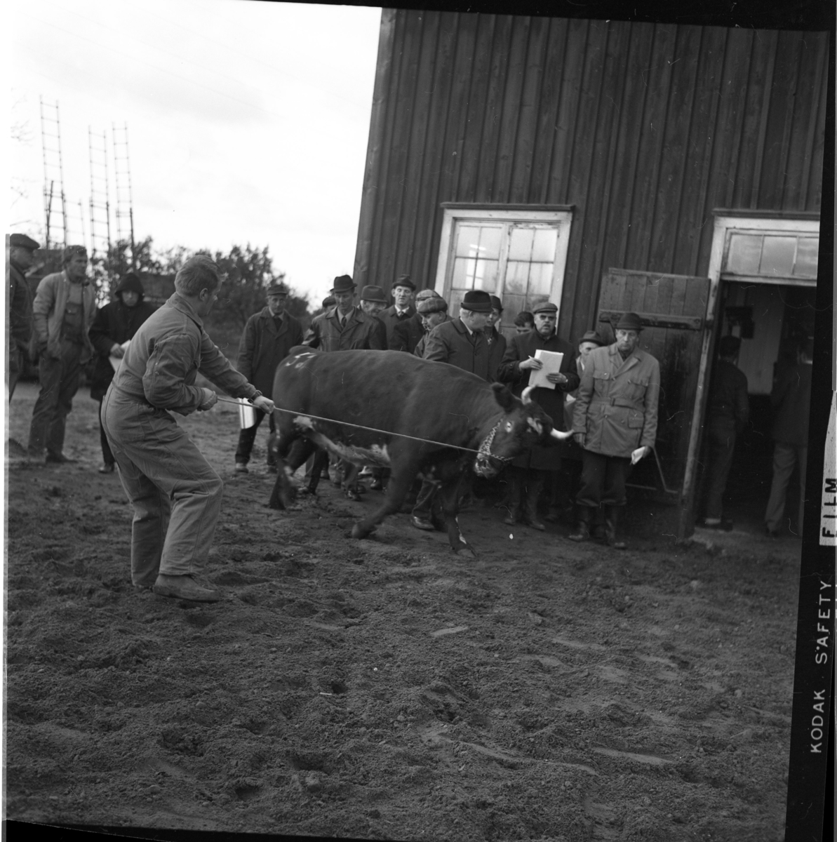 Kreatursauktion i Ravelsmark. En man i overall med ryggen mot fotografen håller en tjur på lite avstånd i ett rep. Mannen är Ryno Andersson.