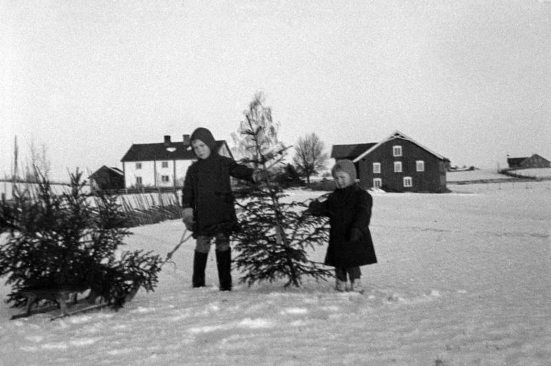 Svart-hvitt fotografi av to barn som står i snøen og har hentet juletrær. Det ligger et tre på bakken ved siden av dem, og så holder de ett tre mellom seg. I bakgrunnen ses et hvitt gårdshus og en låve. (Foto/Photo)