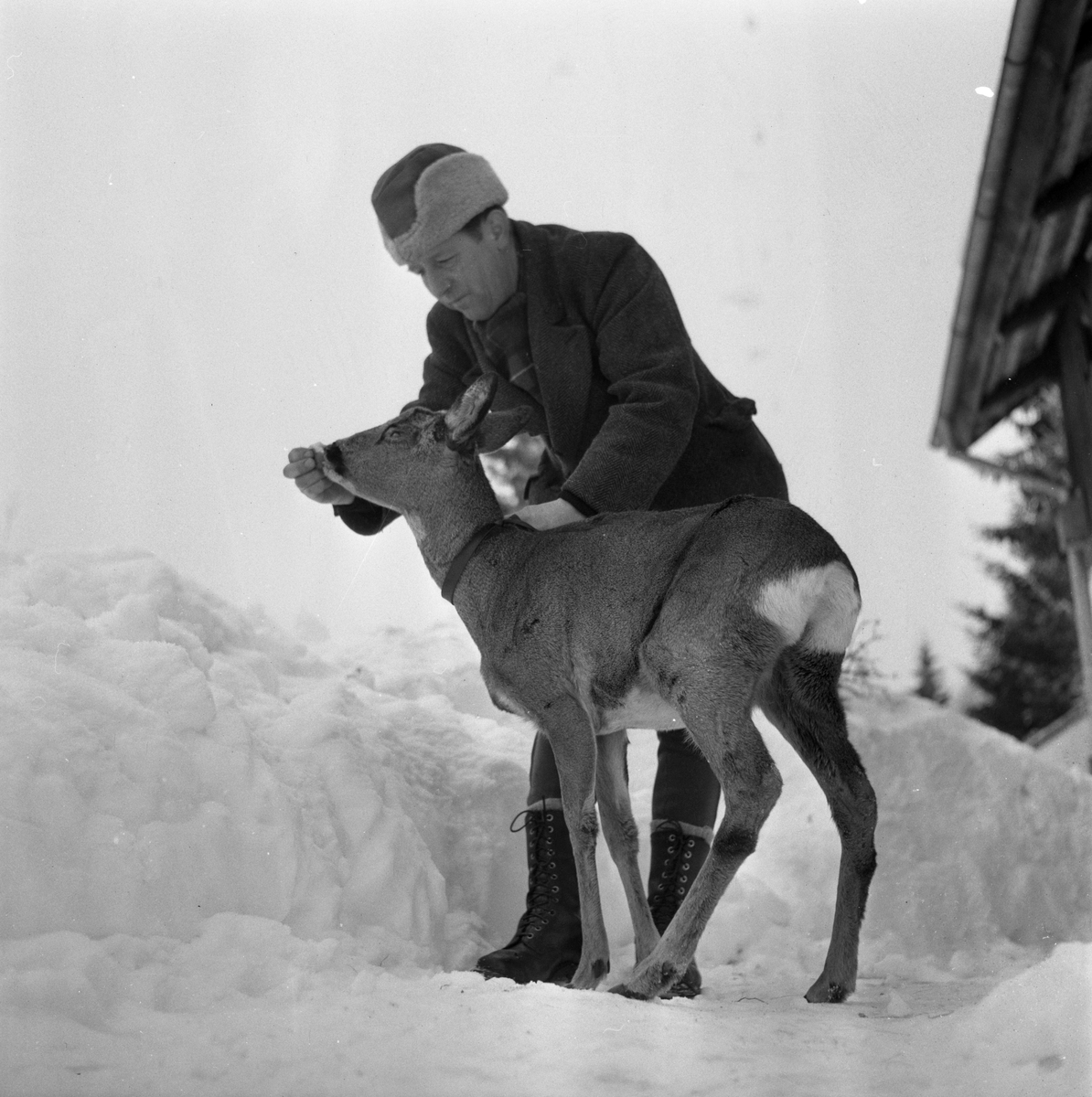 Rådjur i Ramshyttan. 
13 februari 1959.