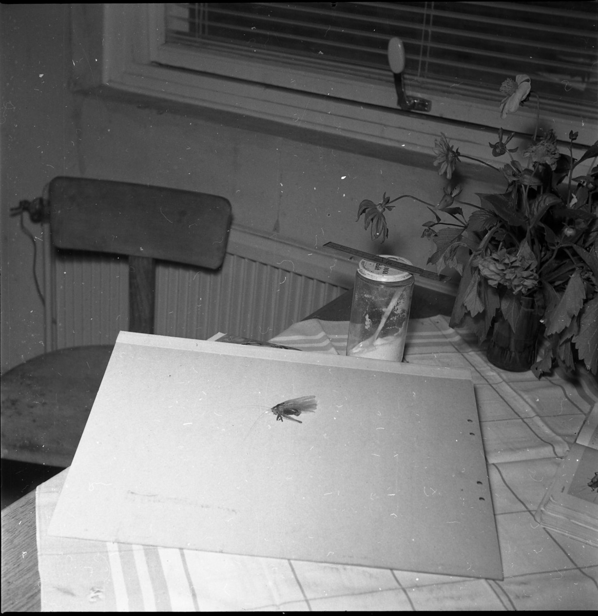 Interiör från livsmedelsindustrin AB Sprayprodukter i Gränna. En insekt på ett papper, på ett bord med rutig duk.