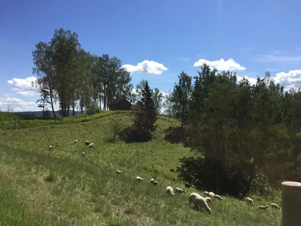 Bildet viser sauer som beiter på Hvamshaugen.