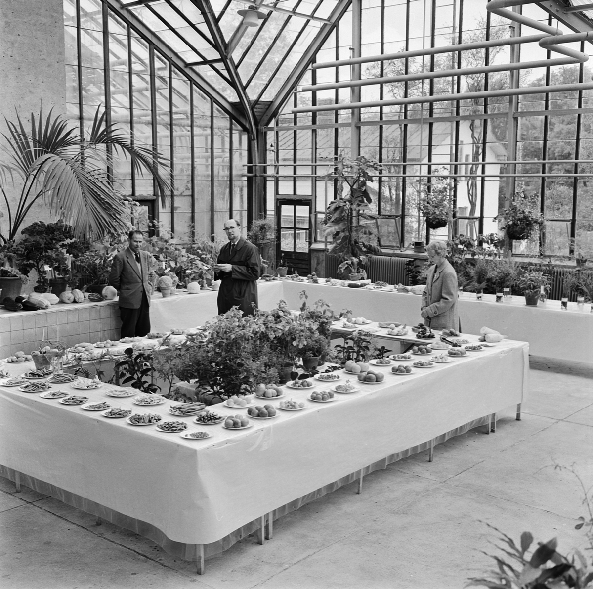 Botaniska trädgården, ingefära och pepparrot, Uppsala, september 1961