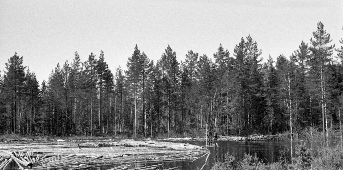 Tømmer på vannspeilet på en dam i Trautåa [Trøftåa] i Nord-Odal. På yttersida av lensa som holder tømmeret samlet, ser vi to fløtere med langskaftete haker på en tømmerflåte. Omkring dammen vokste det furuskog.

Trautåa har sine kilder i den søndre delen av Stange allmenning. Navnet Trautåa får vassdraget først etter å ha passert Gjeddevatnet i Nord-Odal. Derfra bukter åa seg sørøstover mot innsjøen Råsen. Tidlig på 1900-tallet var de 10 nederste kilometerne av dette vassdraget fløtbare. For å økonomisere med fløtingsvannet hadde skogeierne bygd dammer ved Knuksjøen, Spetalsjøen, Bergsjøen, Hersjøen, Rundsjøen og Gjeddevatnet. Den eneste dammen i sjølve Trautåa var den som i gamle dokumenter ble kalt «Hemfløiten», og som på moderne kart kalles «Fløytdammen». Det var sannsynligvis der dette fotografiet ble tatt i 1955.