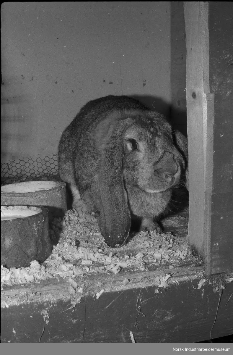 Kaniner i kaninhuset.