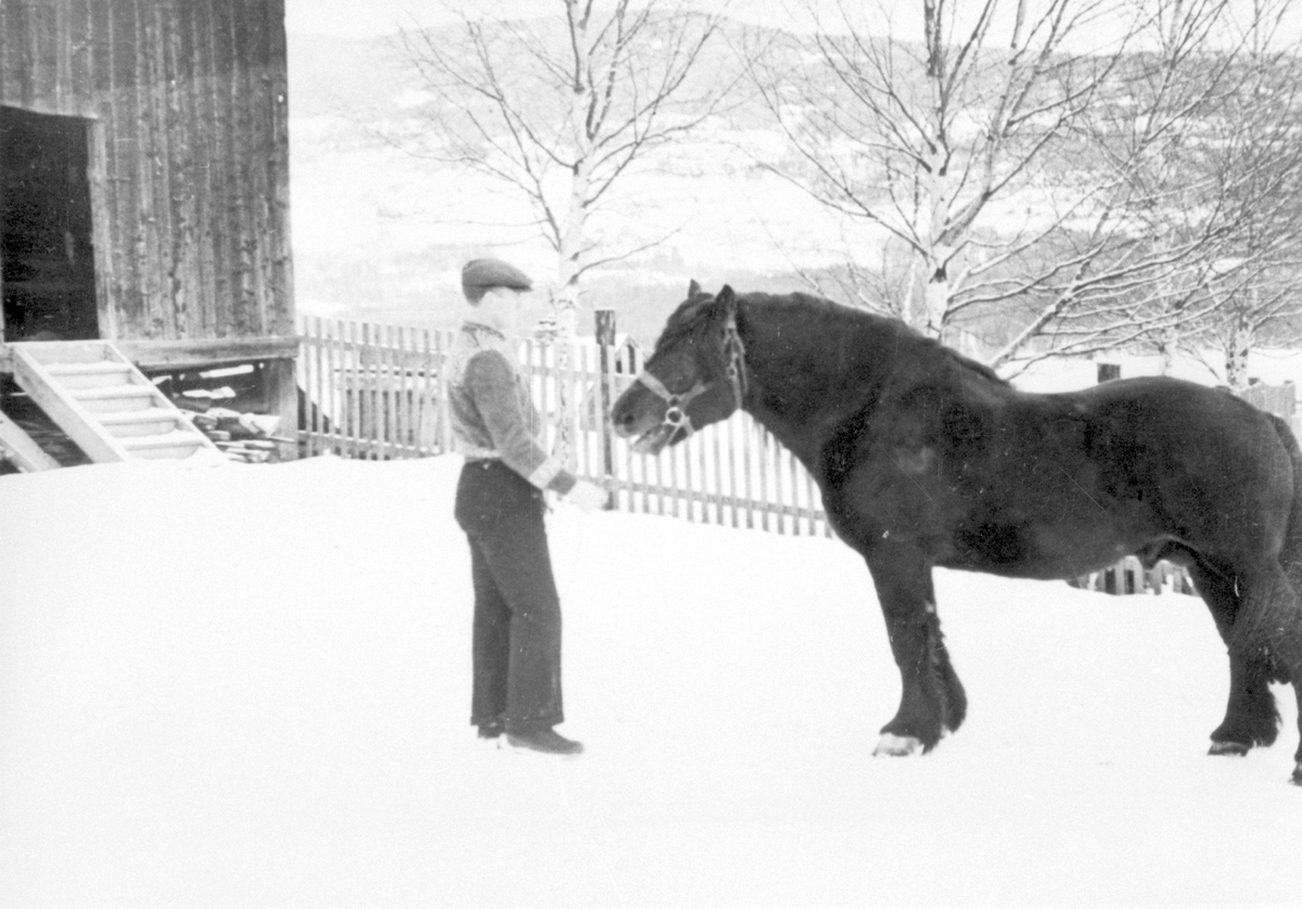 Tomas Jordet med hesten Gjestulv.