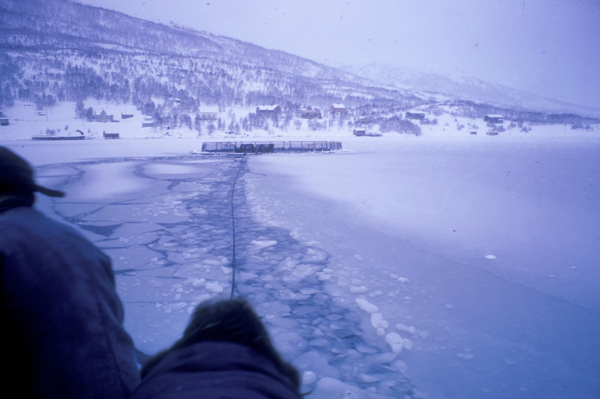 Bildet er fra anlegget til Leonhard Hansen i Kaldfjord på Kvaløya ved Tromsø. Fjorden er frosset over med issørpe. Røkterne har et tau fra land ut til merda som de drar båten frem og tilbake med.