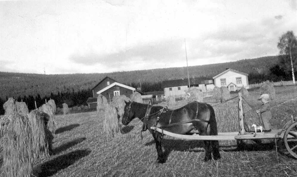 Kjøring av kornband. Bolstad. Håvar Hogna ca. 1935. H42. 
