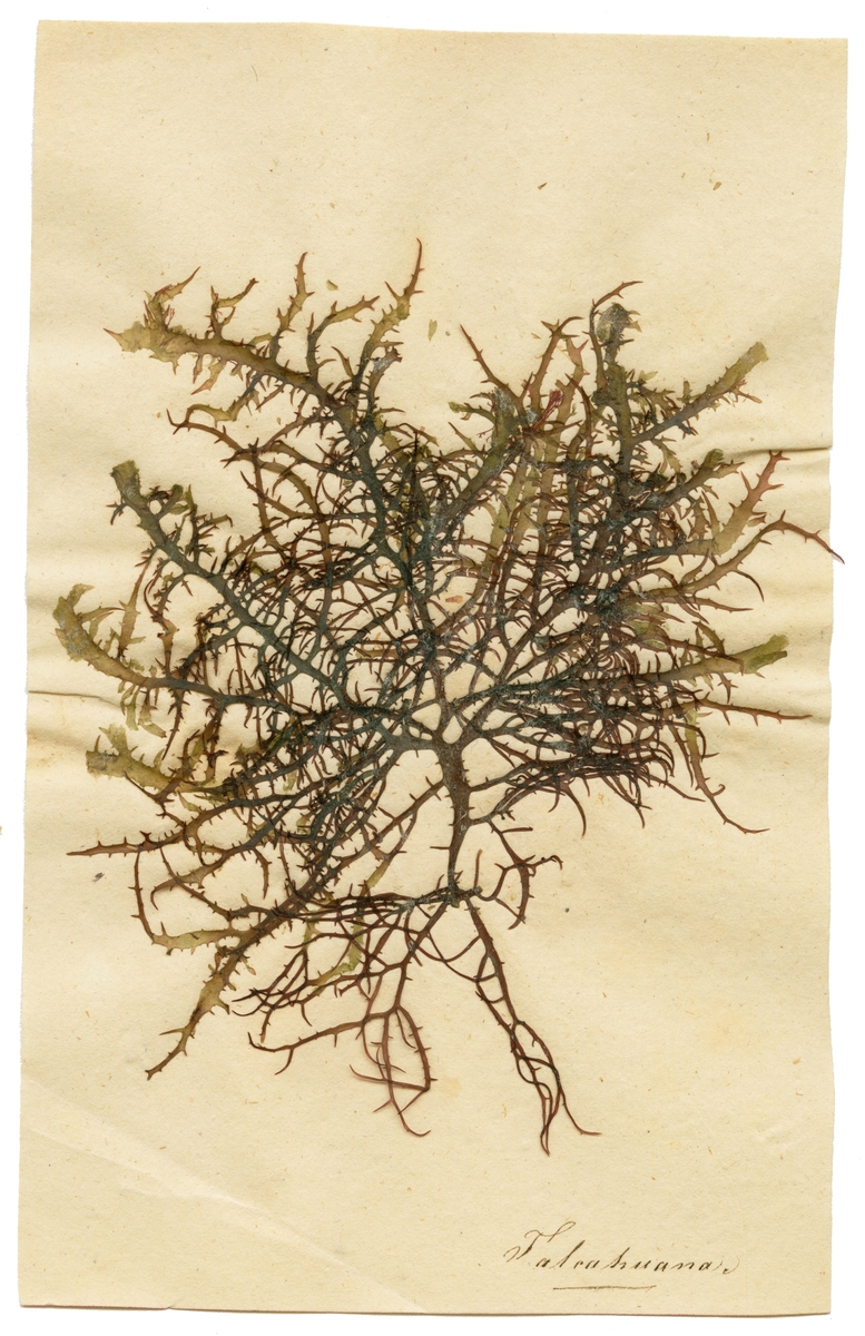 Snäcksamling förvarad i låda av mahogny. Handskriven förteckning över snäckorna som är numrerade i kuvert. I samlingen ingår även en bunt på 58 stycken pressade alger.