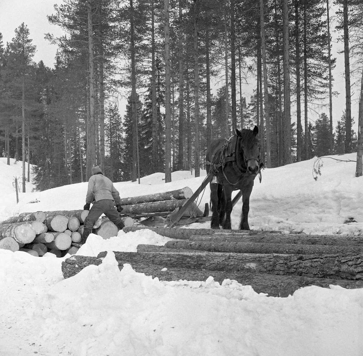 Tømmerkjøring med «rede» hos Per O. Løberg og sønn. Kjøringen foregikk i nærheten av Nybergsund, Trysil, Hedmark.