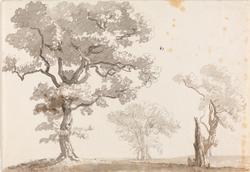 Trær på åpen mark [Tegning]