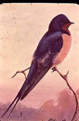 Barn Swallow