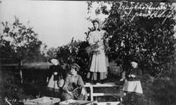 Barn og voksne høster frukt, hage Belsjø.