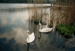 Så hvite og pene vi er