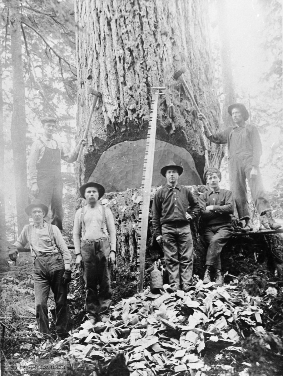 Tømmerhogst i Amerika..Bildet er tatt ca. 1910 ved Big Lake i Skagit county i Staten Washington.