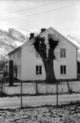 "Bjørnsonalmen", Eikesdalen. ..Treet døde og ble saget ned i