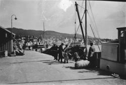 M/B "Legona" ved storkaia i Molde under lossing av ei ku i 1