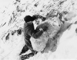 Saueberging i Vistdal februar 1966.